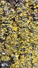 Xanthoria parietina