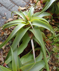 Bulbine latifolia latifolia