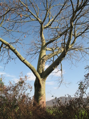 Ceiba trischistandra