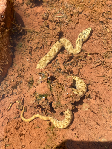 Viperine Snake