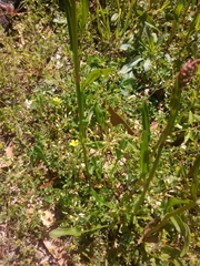 Rumex