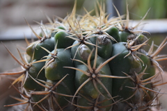 Gymnocalycium
