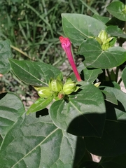 Mirabilis jalapa