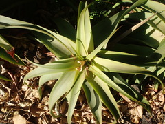 Bulbine latifolia latifolia