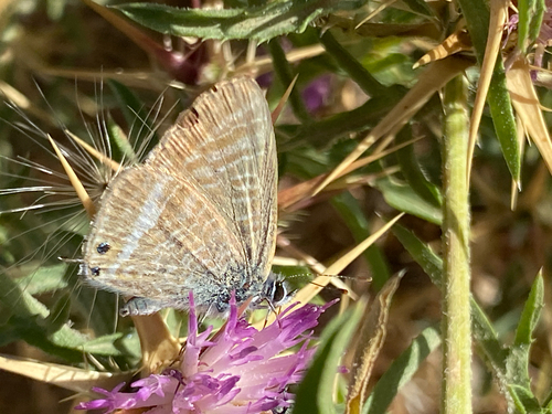 Pea Blue