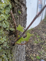Liriodendron tulipifera