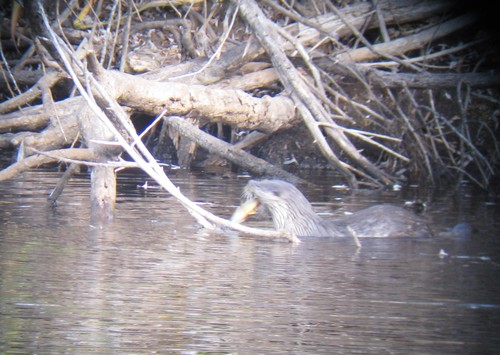 Lontra canadensis