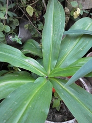 Scadoxus pole-evansii