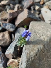 Veronica nummularia, photograph (c) Mikel Etxeberria Okariz, some rights reserved (CC BY)