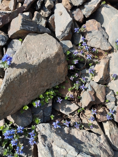 Veronica nummularia, photograph 2