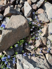 Veronica nummularia, photograph (c) Mikel Etxeberria Okariz, some rights reserved (CC BY)
