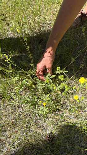 iNaturalist observation photo of slender cinquefoil