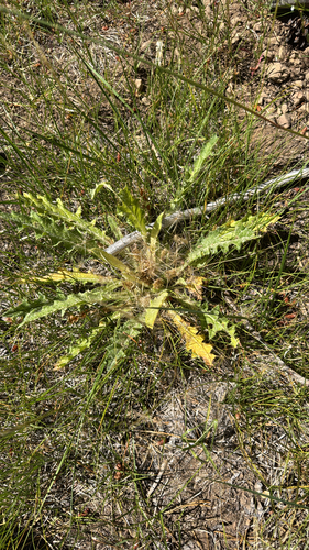 iNaturalist observation photo of Elk Thistle