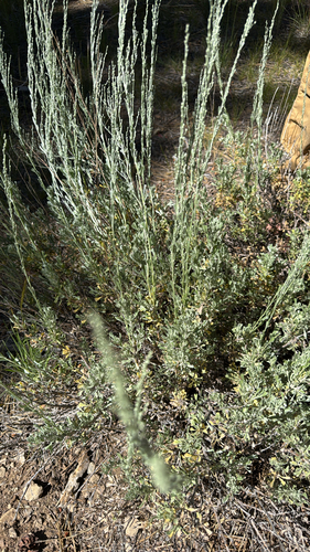 iNaturalist observation photo of Big Sagebrush