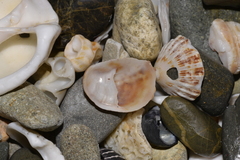 Bostrycapulus pritzkeri