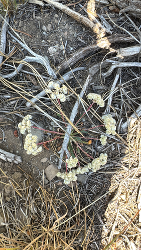 iNaturalist observation photo of One-seeded Pussypaws