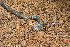 Coluber constrictor anthicus