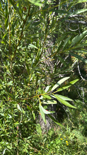 iNaturalist observation photo of Lemmon's willow
