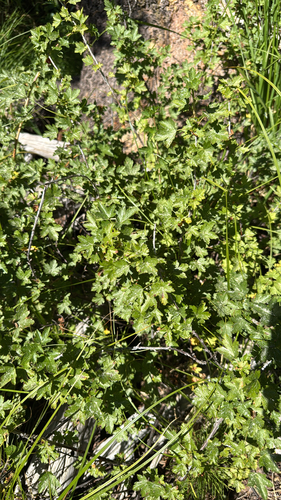 iNaturalist observation photo of currants and gooseberries