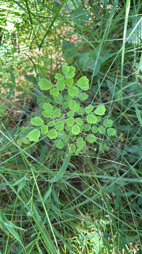 iNaturalist observation photo of Fewflower Meadow-rue
