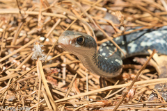 Coluber constrictor anthicus