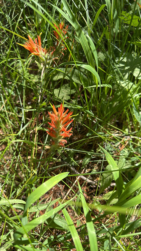 iNaturalist observation photo of giant red paintbrush