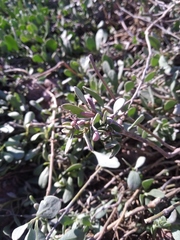 Atriplex verrucifera