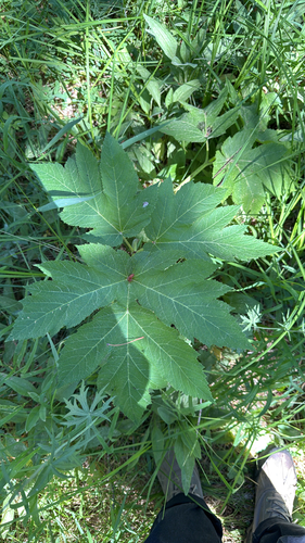 iNaturalist observation photo of common cowparsnip