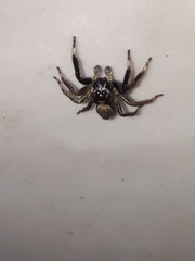 Asaphobelis physonychus