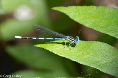 Argia bipunctulata