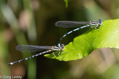 Argia bipunctulata