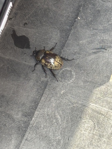 Eastern Hercules Beetle