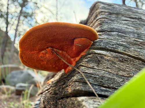 Southern Cinnabar Polypore
