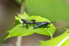 Synanthedon kathyae