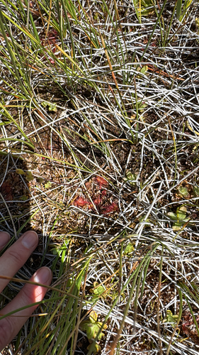 iNaturalist observation photo of round-leaved sundew