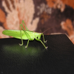 Hexacentrus unicolor