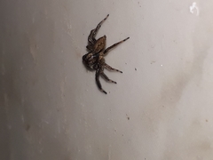 Asaphobelis physonychus