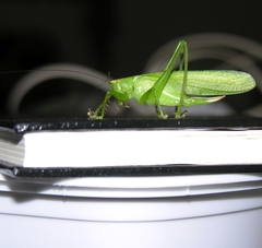 Hexacentrus unicolor