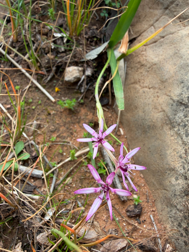 inland star lily