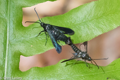 Synanthedon kathyae