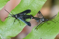 Synanthedon kathyae