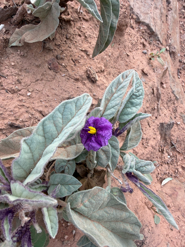 velvet potato bush
