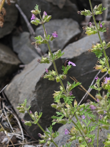 Teucrium botrys, photograph 5