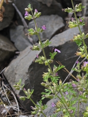 Teucrium botrys, photograph author not stated, no rights reserved