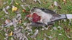 Accipiter rufiventris