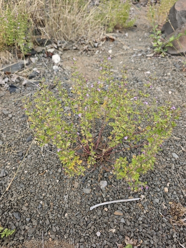 Teucrium botrys, photograph 6