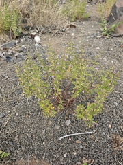 Teucrium botrys, photograph author not stated, no rights reserved