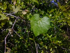 Vitis rotundifolia