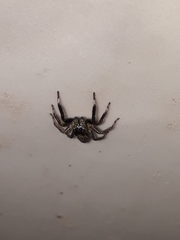Asaphobelis physonychus