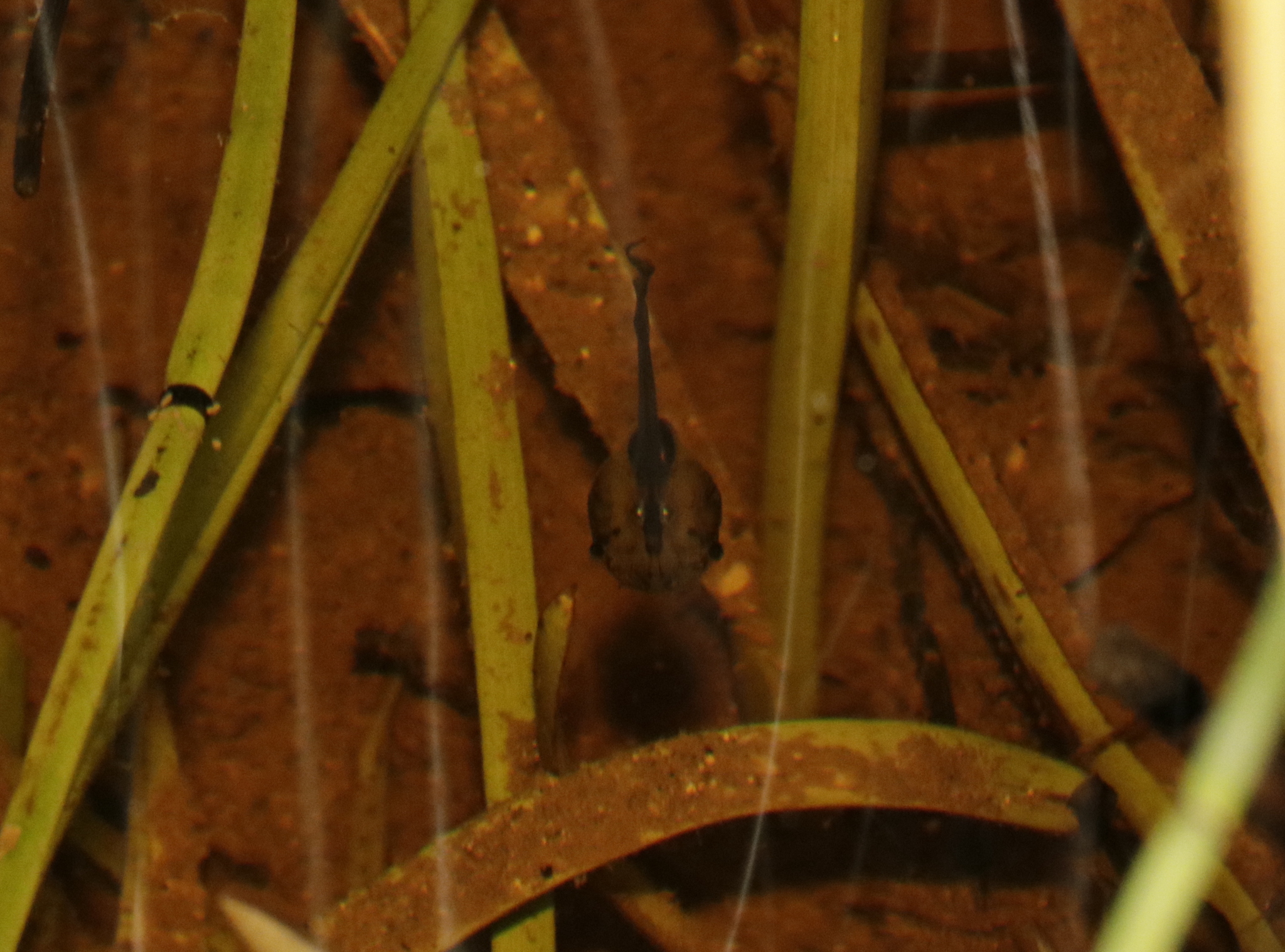 Gill's Frog, Xenopus gilli